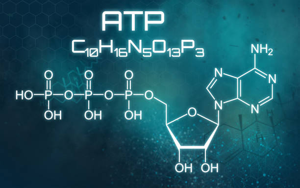 The Skin Energy Code: How ATP Fuels Collagen, Glow, and Cellular Repair