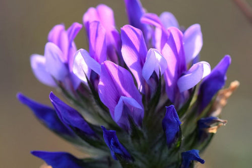 Bakuchiol vs Retinol — Natural Alternative or Marketing Hype?