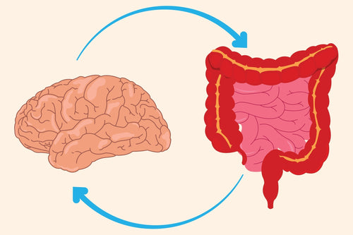 Gut-Brain Axis: How Probiotics and Prebiotics Improve Mood and Focus