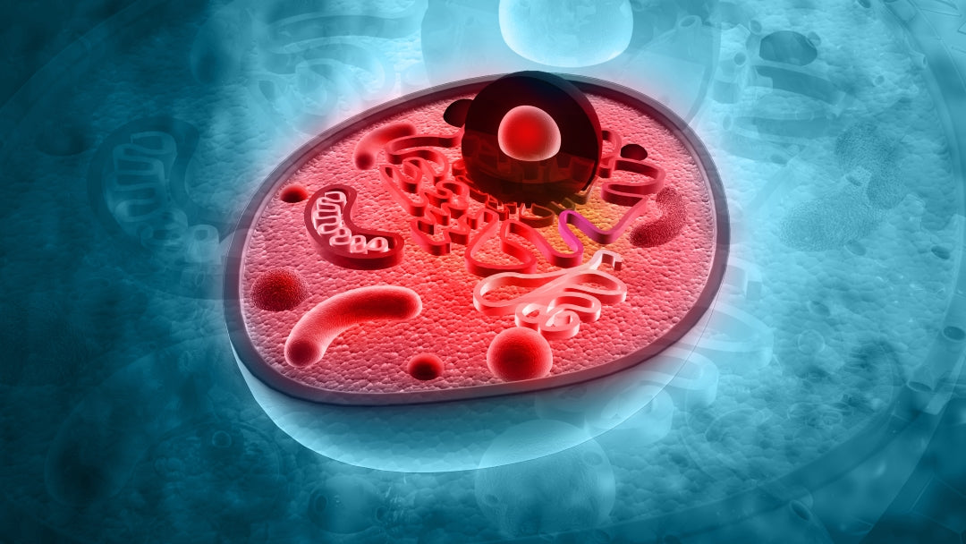 Mitochondrial Beauty: How Cellular Energy Fuels Radiant Skin