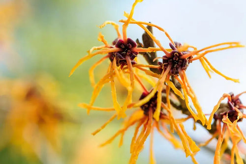 Behind the Ingredient: Why Witch Hazel Deserves a Comeback